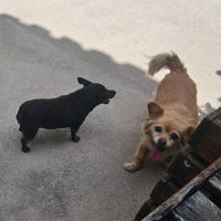 Drama em Pet Shop: Cadelas Morrem Após Ataque em Barbacena